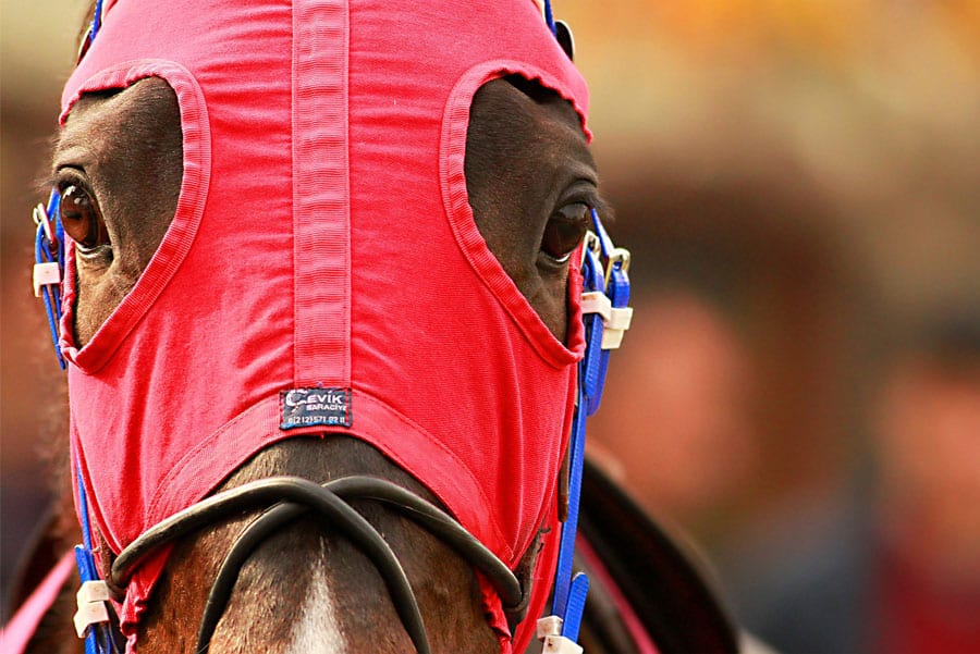 E-book inédit sur les secrets de la musique des trotteurs au turf