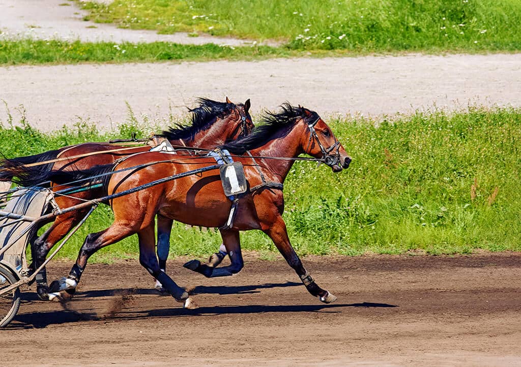trot musique